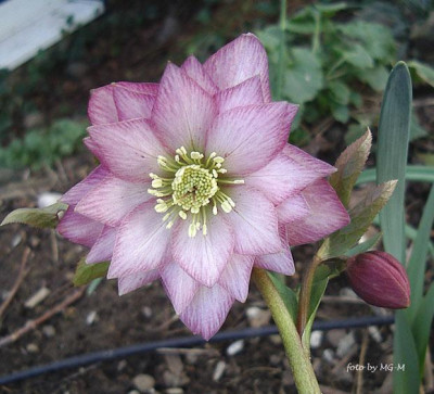 HelleSeerIMGP9206.jpg