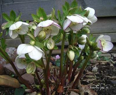 HellepicIMGP9213.jpg