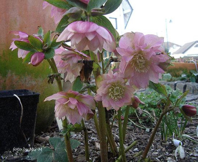 HellekaphornIMGP9197.jpg