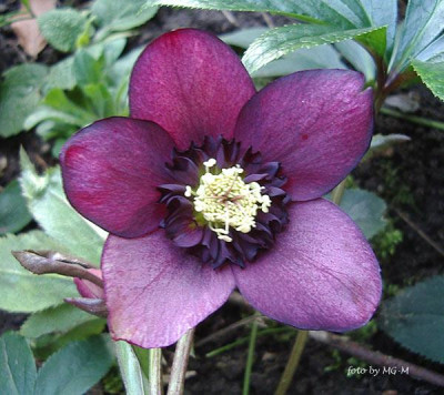 HelleSmlgIMGP9244.jpg