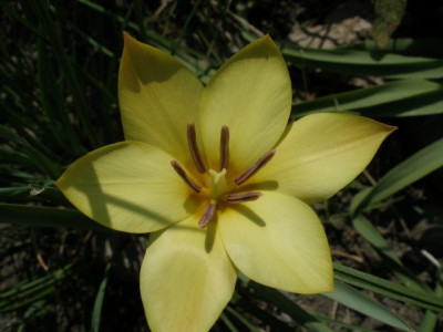 clusius_tulpe.jpg