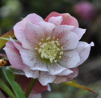 Helleborus_rosa_gef._0011__0333.jpg