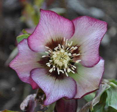 Helleborus_mit_Rand_0011__0332.jpg