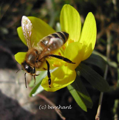 biene_abflug.jpg