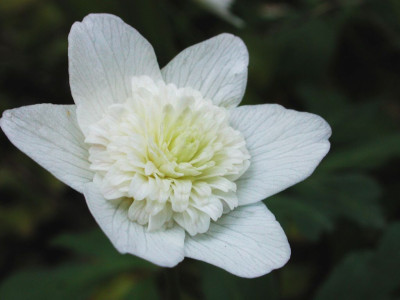 Anemone_nemorosa_Vestal.jpg
