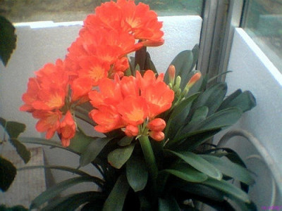Clivia280211004.jpg