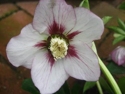 GARTEN_009.jpg