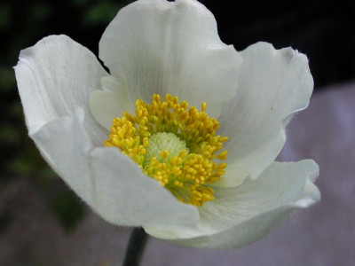 Anemone_sylvestris.jpg