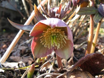 Helleborus_purpurascens_fars_2011.jpg
