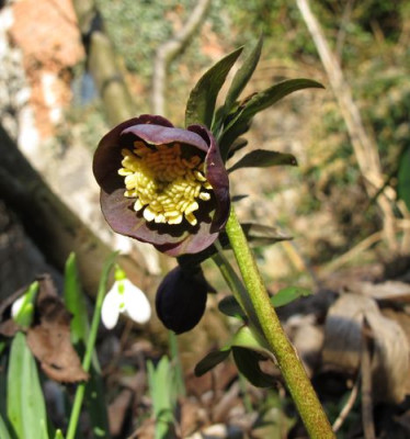 Helleborus_torquatus_fars_2011.jpg