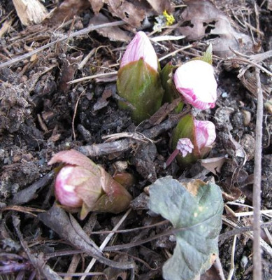 Helleborus_tibetanus_fars_2011.jpg