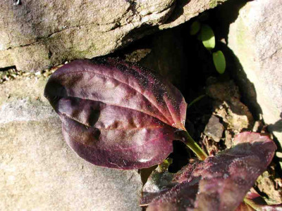 Plantago_major_Redleaves.jpg