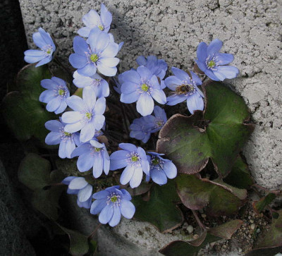 Hepatica_im_Steingarten_._124.jpg