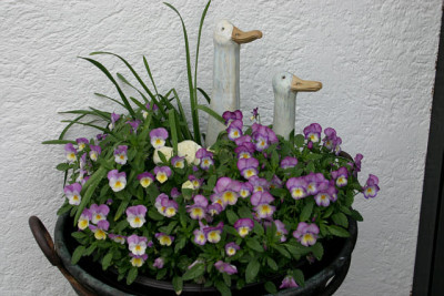 Hornveilchen0810.jpg