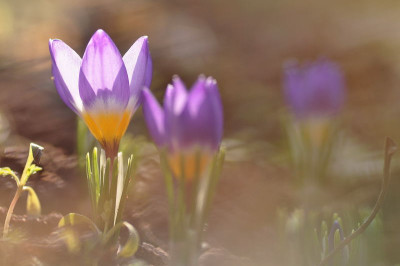 Krokus_sieboldii_tricolor.JPG