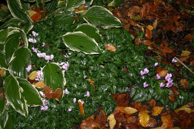 Cyclamen_hederifolium0307a.jpg