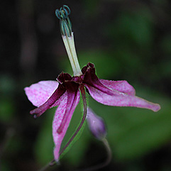 epi-pink-constellation.jpg