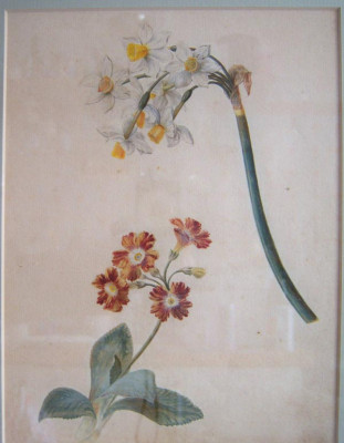 Pflanzen-Aquarell.jpg