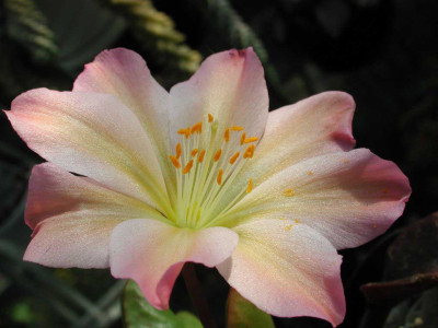 Lewisia_tweedyi1.jpg