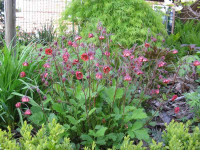 Geum_Renate_Koch_ganz.jpg