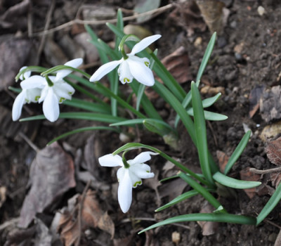Galanthus_gef._0011__0320.jpg