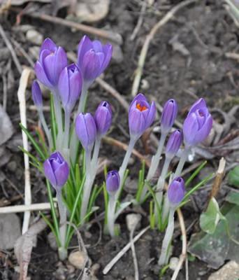 Krokus_blau_0011__0329.jpg