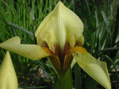 Iris_reichenbachii_offnet_sich.jpg