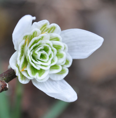 Galanthus_gefullt_0011__0251.jpg