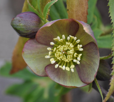 Helleborus_montenegrinus_falsch__0011__0285.jpg