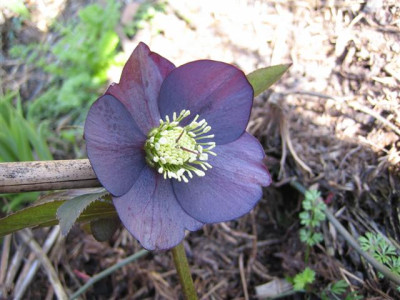 MARZ2011_010_Small.jpg