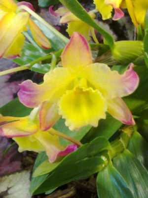 Dendrobium_A.jpg