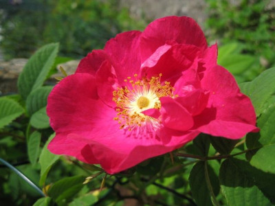 Rosa_gallica_splendens.jpg