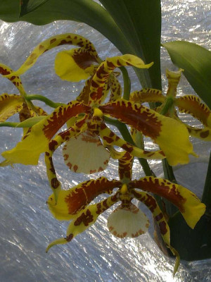 Rossioglossum_A.jpg