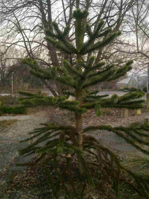 Araucaria_A.jpg