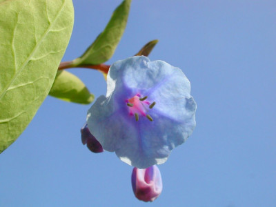 Mertensia_virginica_von_unten.jpg