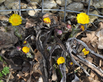 Tussilago_farfara_0011__0368.jpg