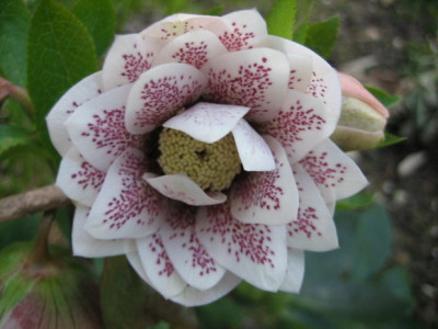 2011.03._Helleb._001.jpg