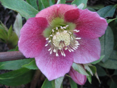 2011.03._Helleb._002.jpg
