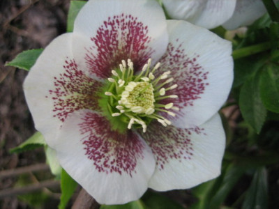 2011.03._Helleb._003.jpg