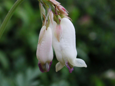 Dicentra_formosana_ssp._oregana.jpg