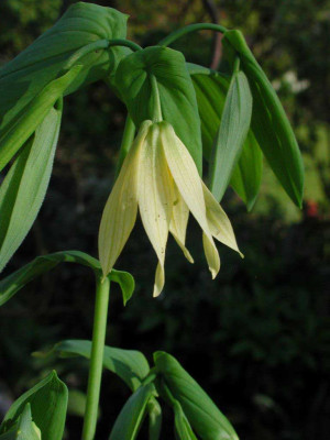 Uvularia_grandiflora_Pallida.jpg