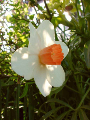 Narcissus_Fragrant_Rose.jpg