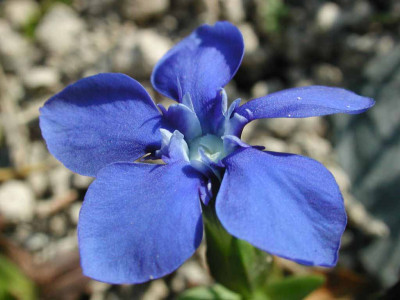 Gentiana_verna_ssp._angulosa_Einzelblute.jpg