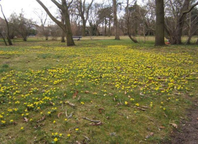 Eranthis_Bot.Gart_5-3-11.JPG