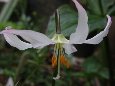 Erythronium_elegans_Nah.jpg