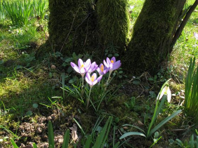 Krokusse2_80K.JPG