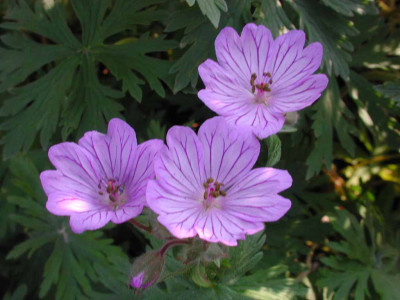Geranium_No-Name.jpg