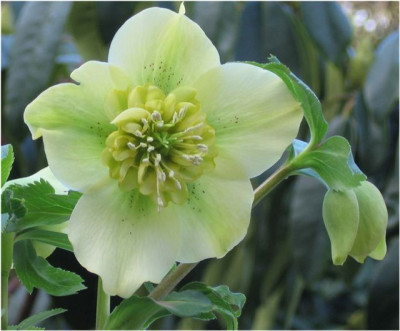 anemone_gelb.jpg