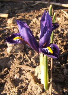 Iris_reticulata_5-3-11.JPG