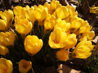 Croc_chrys_5-3-11.JPG